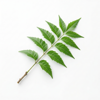 Neem